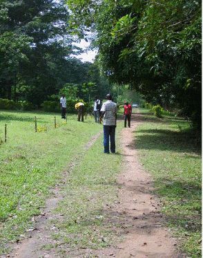 Image result for botanical garden university of ibadan